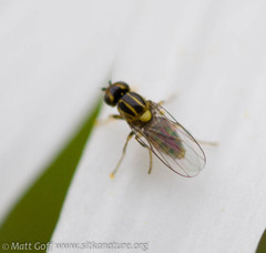 Chlorops