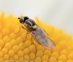 Chlorops