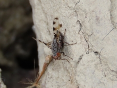 Pseudotephritis vau