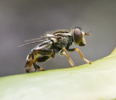 Anasimyia grisescens