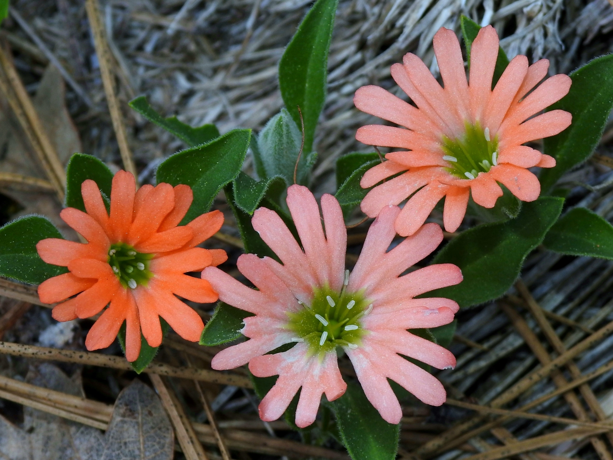 Silene salmonacea
