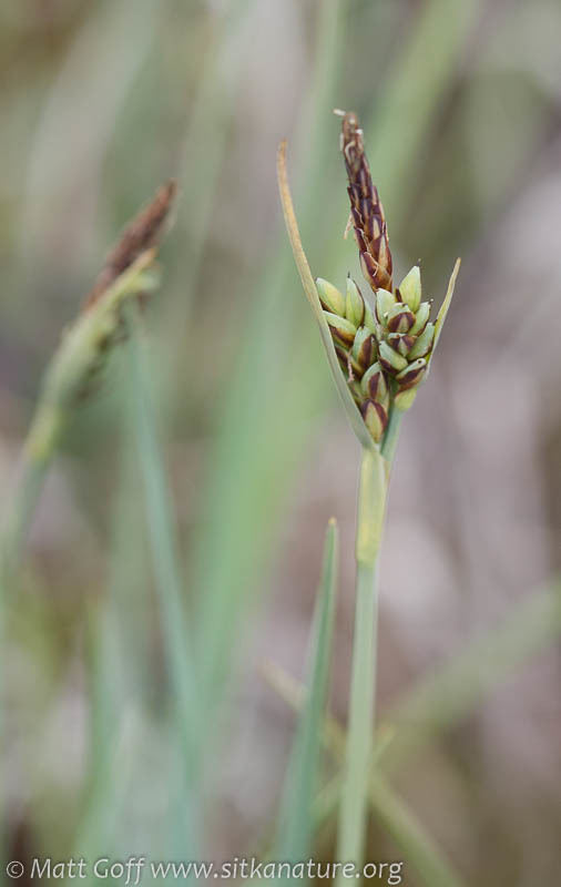 Carex livida