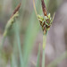 Livid Sedge - Photo (c) M. Goff, some rights reserved (CC BY-NC-SA), uploaded by M. Goff