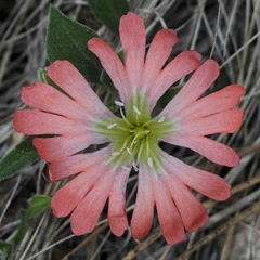 Silene salmonacea