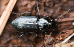 Pterostichus adstrictus