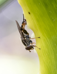 Anasimyia grisescens