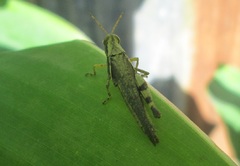 Omalotettix obliquus