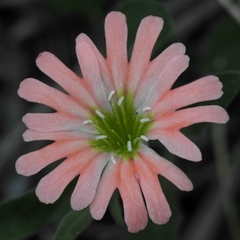 Silene salmonacea