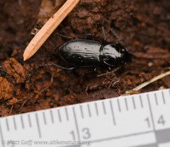 Pterostichus adstrictus