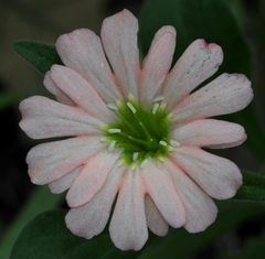 Silene salmonacea