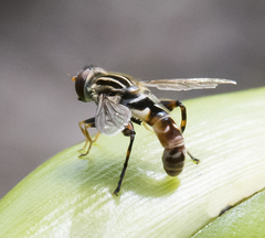 Anasimyia grisescens