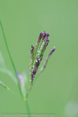 Glyceria grandis
