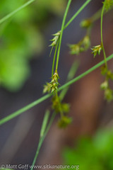 Carex laeviculmis