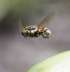 Anasimyia grisescens