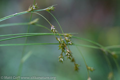 Carex laeviculmis