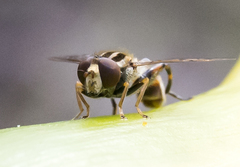 Anasimyia grisescens
