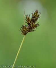 Carex pachystachya