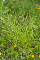 Carex pachystachya