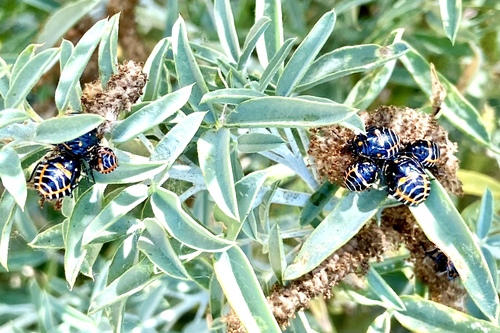 iNaturalist observation photo of Harlequin Bug