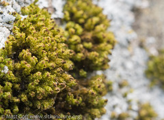 Plenogemma phyllantha