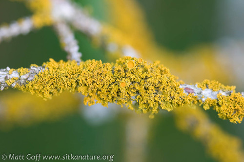 Shrubby Sunburst Lichen