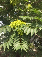 Ailanthus