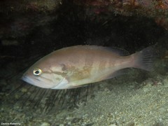 Epinephelus caninus