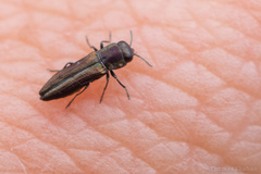Agrilaxia flavimana