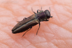 Agrilaxia flavimana
