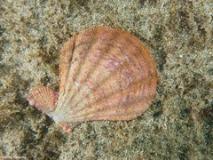 Manupecten pesfelis