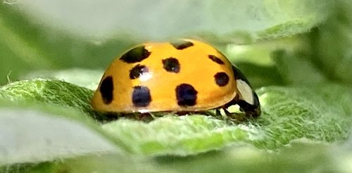 iNaturalist observation photo of Asian Lady Beetle