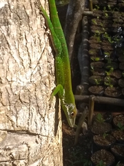 Anolis chlorocyanus