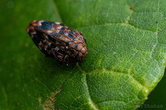 Brachys ovatus