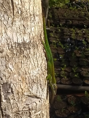 Anolis chlorocyanus