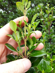 Coprosma chathamica