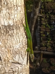 Anolis chlorocyanus