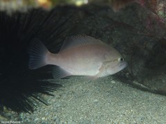 Epinephelus caninus