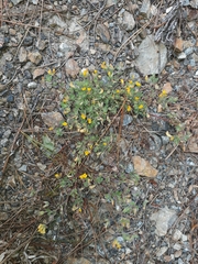 Lotus suaveolens