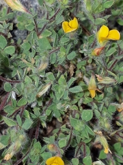 Lotus suaveolens