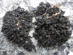 Lathagrium cristatum