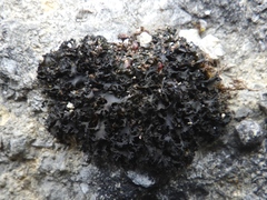 Lathagrium cristatum