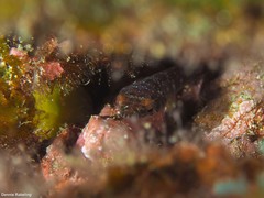 Lepadogaster candolii