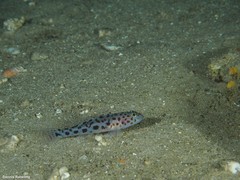 Thorogobius ephippiatus