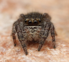Phidippus olympus