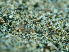 Gnatholepis thompsoni