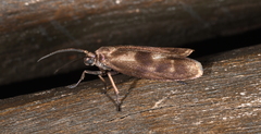 Urodidae