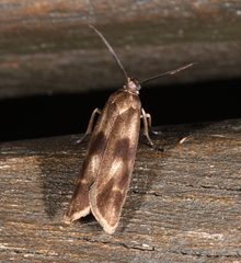 Urodidae