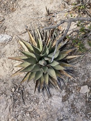 Agave parryi
