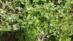 Myosotis laxa