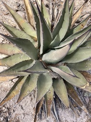 Agave parryi